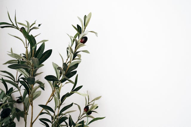 Plant Gift Etiquette: How to Give Green Across Cultures 8 pexels anntarazevich 6594387
