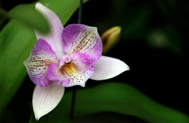 Plant Gift Etiquette: How to Give Green Across Cultures 5 pexels hieu 1038008