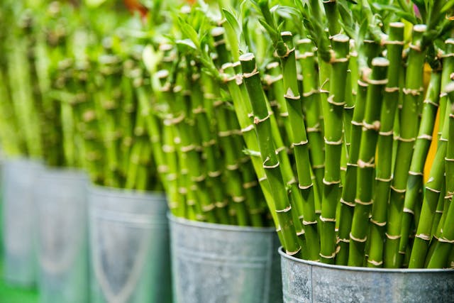Plant Gift Etiquette: How to Give Green Across Cultures 2 pexels ifreestock 405034
