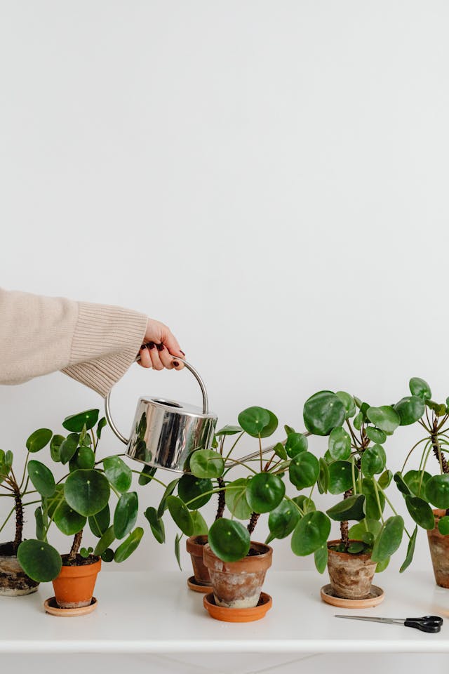 Plant Gift Etiquette: How to Give Green Across Cultures 4 pexels karolina grabowska 6640503