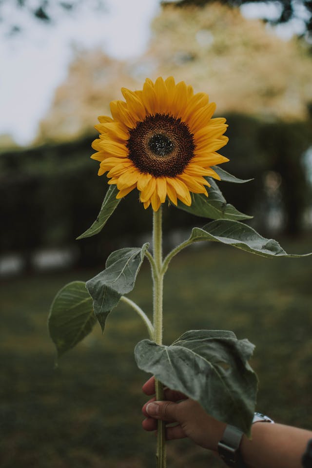 Plant Gift Etiquette: How to Give Green Across Cultures 6 pexels lilartsy 1624076