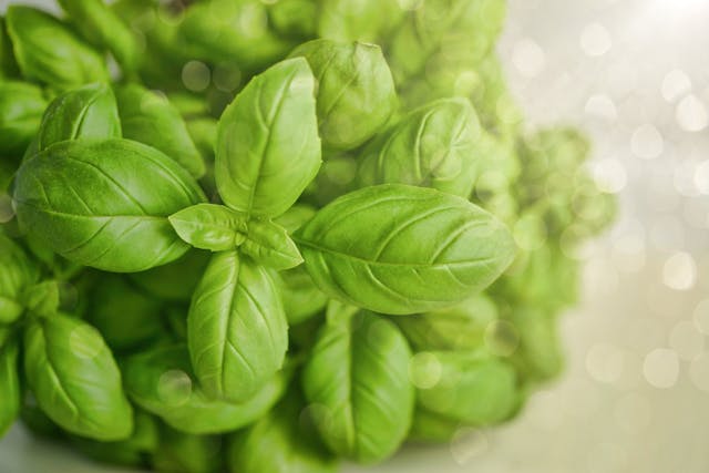 Plant Gift Etiquette: How to Give Green Across Cultures 3 pexels monicore 1391505