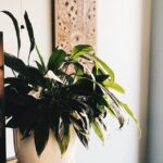 What to Gift a Vegan: 10 Remarkably Cool Vegan Gifts 9 pexels mooncrescent 3698376