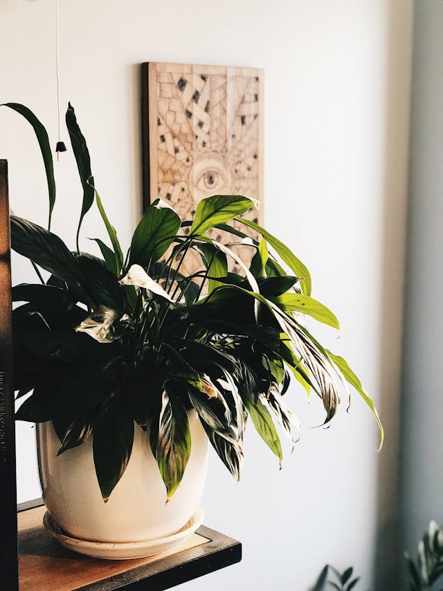 Plant Gift Etiquette: How to Give Green Across Cultures 7 pexels mooncrescent 3698376