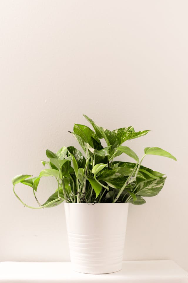 The Perfect Housewarming Gift for a German Home 3 pexels lynda sanchez 825238 1777813